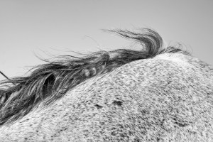 Isabelle Goeminne photography