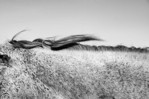 Isabelle Goeminne photography